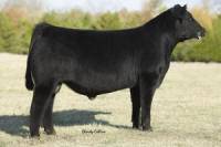 G C C Osage 601S
